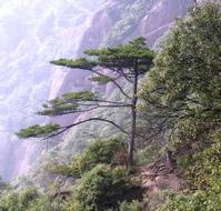 Pine Bark P. E. 