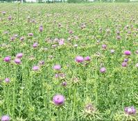 Milk Thistle Extract