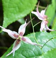 Epimedium P. E.