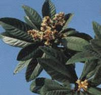 Ursolic Acid 98%
