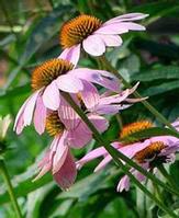 Echinacea Herb P. E. 