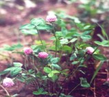  Red Clover P . E . 