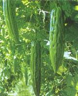 Bitter Melon P. E. 