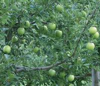 Apple P. E.