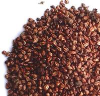 Grape Seed Extract 