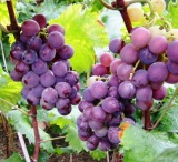 Resveratrol from Grapes