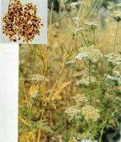Common Cnidium P. E.