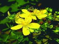 St. John's Wort P. E. 