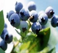 Bilberry P. E. ( Vaccinium myrtillus )