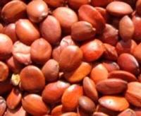 Ziziphus extract