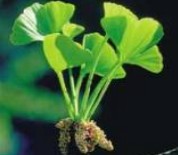  Ginkgo Biloba P . E . 