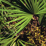 Saw palmetto P. E. 