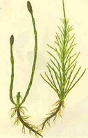 Horsetail P. E. 