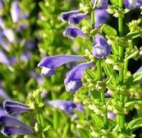 Scutellaria P. E. 