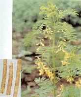Astragalus P. E. 