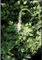  Black Cohosh P. E. 
