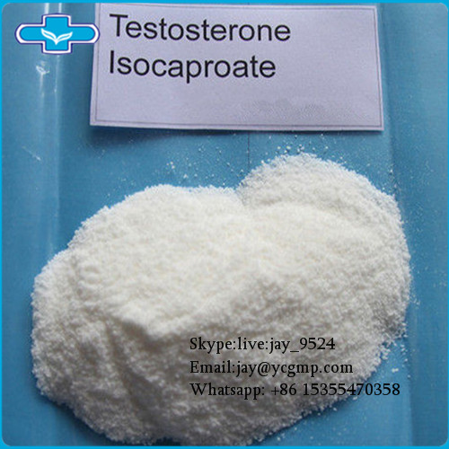 Anabolic Steroids Testosterone Isocaproate Powder for Muscle Gain CAS 15262-86-9 98.6% Pure