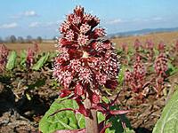 Butterbur Extract Petasites