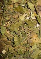 Gymnema Sylvestre Extract