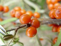 Wild Seabuckthorn Extract