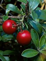 Ursolic Acid---Uva Ursi Extract
