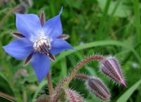 Borage Oil Powder