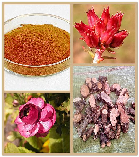 Plant Extract Rhodiola Rosea Extract 