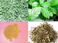 Gynostemma pentaphyllum Extract 90% Gypenoside