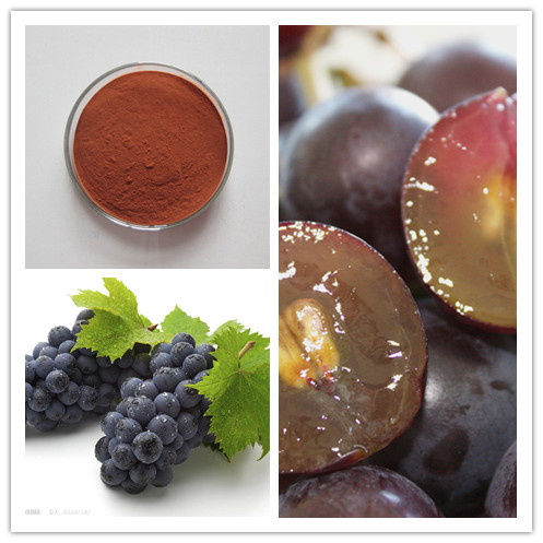 Organic Grape Seed Extract Powder 