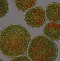 Astaxanthin - Microalga Haematococcus Pluvialis Extract
