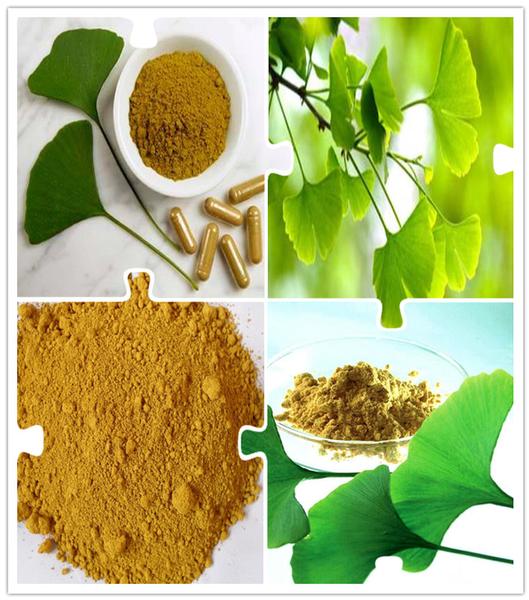 Herbal Extract Ginkgo Biloba Leaf Extract Powder 