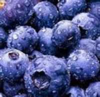 Bilberry P.E. 