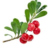 Bearberry Extract