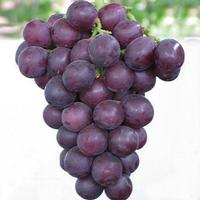 Grape Skin Extract