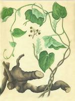 Sinomenium Acutum P.E.