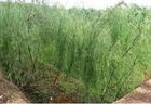 White willow bark Extract