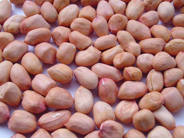 Peanut Kernel