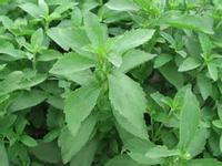 Sweet tea Leaf Extract