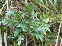 Vine tea Extract