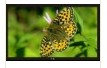 40inch LCD Monitor