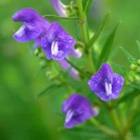 Scutellaria baicalensis Extract 