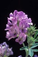 Alfalfa Extract Lucerne