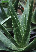 Aloe Vera Extract