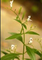 Andrographis Paniculata Extract