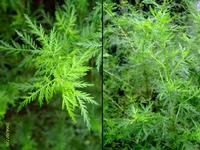 Artemisia annua Extract