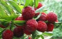 Bayberry Bark extract 