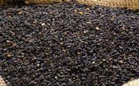 Black Sesame Extract sesamin