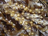 Bladderwrack extract