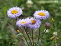 Erigeron breviscapus Extract