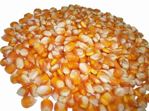 Yellow Maize